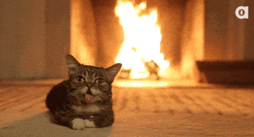 Yule Log Cat GIF by Digg