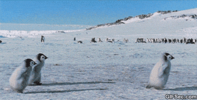 Penguin Running GIF