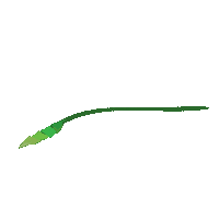 Growing Time Lapse Sticker by Wildflora LA