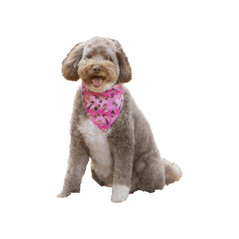 Paw Patrol Sticker by Geekster Pets