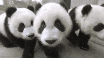 Panda GIF