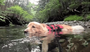 Chill Dog GIF