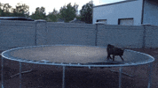 GIF by Random Goat