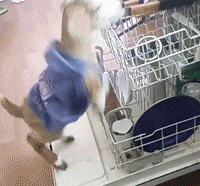 GIF by Random Goat