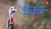 Turkey Facts GIF by BuzzFeed