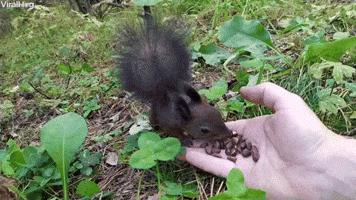 Squirrel Freezes After Feeding On Fresh Snacks