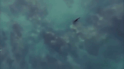 discovery channel swimming GIF by Discovery Europe