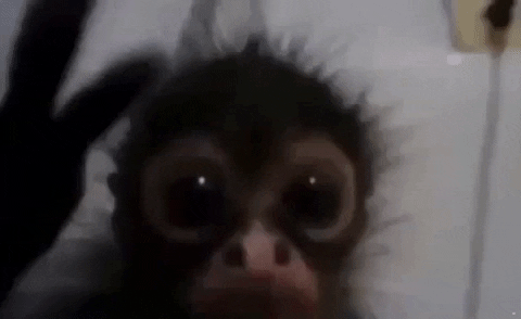 joannasvtz giphygifmaker GIF