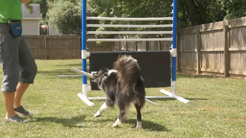 TAFDIGEST giphyupload GIF