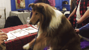 westminster dog show dogs GIF by Westminster Kennel Club