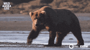 bbc one bear GIF by BBC
