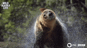 Bbc One Bear GIF by BBC