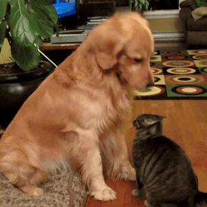 Video gif. Golden retriever gently pats a tabby cat on the head with its paw.