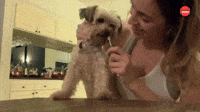 Giving My Dog Medicine