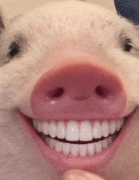 Pig Smile GIF