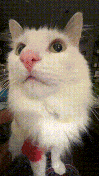 melon_n_finn cat bonk cat meme silly cat GIF