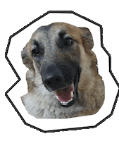 Dogs Puppy Sticker