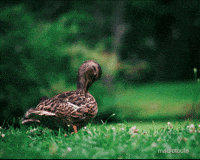 Dance Duck GIF