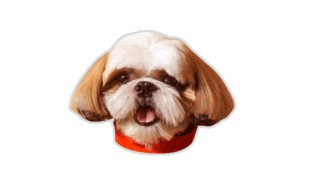 Shihtzu Sticker by Hotmart