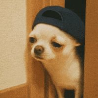 chiroroharu puppy scared sleepy chihuahua GIF
