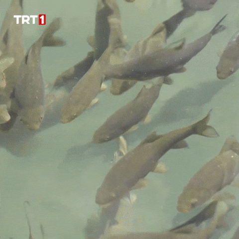 Where Are You Summer GIF by TRT