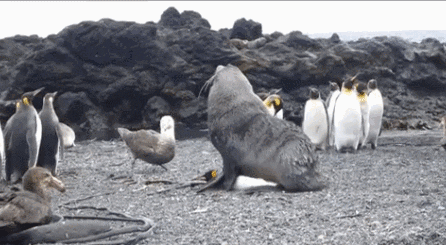 videos penguins GIF