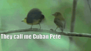 pete cuban GIF