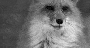fox n GIF