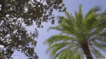 Palm Tree College GIF by University of Florida