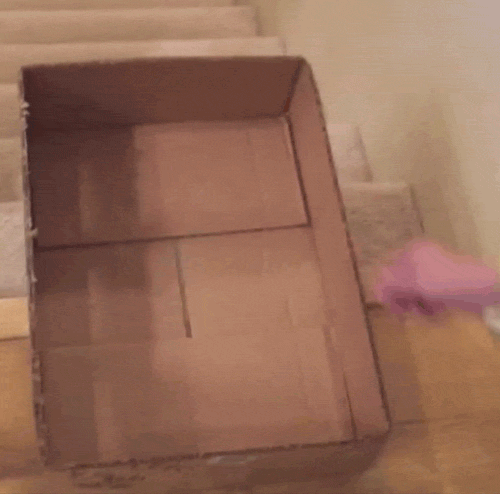 Video gif. Cat hops into a shallow cardboard box at the top of stairs, then rides down the staircase.