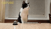 GIF by elasonhaelafaz