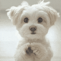 Sticker Dogs GIF