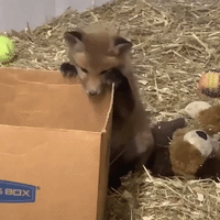 Orphaned Fox Cubs Play With Cardboard Box
