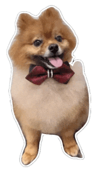 Dog Pomeranian Sticker by WMF - We Make Future