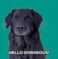 Dog Hello GIF by De Graafschap Dierenartsen