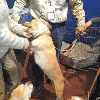 westminster dog show dogs GIF by Westminster Kennel Club
