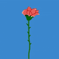 Red Rose Flower GIF by Barbara Pozzi