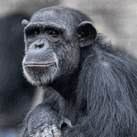 OaklandZoo animals conservation endangered species GIF
