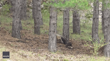 Wolf Attempts to Steal Carcass From Sleeping Bear in Italy