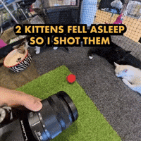 Photography GIF