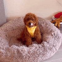 GIF by Urbana Pet