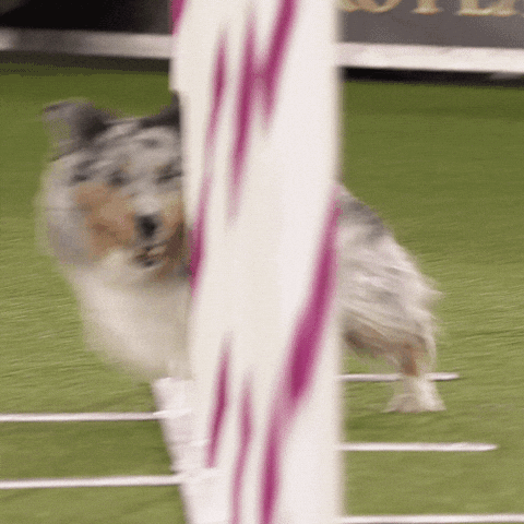 speedy dog