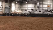 horse cowboy GIF