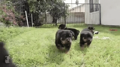 puppies rottweiler GIF