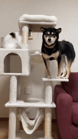 cuteanimalland giphyupload GIF