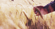 gladiator GIF
