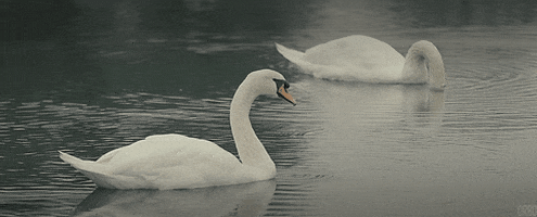 japan swans GIF