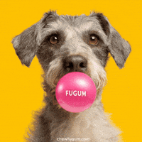 Funny Dog Bubblegum GIF by Fugum