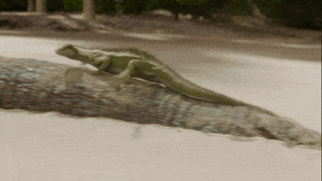 Angry Monster GIF by Warner Bros. Deutschland