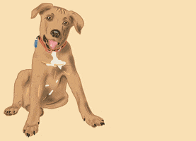 Dog Puppy GIF by Hacklock